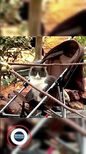 The Secret Cats of Disneyland 😺 | Bet You Didn’t Know!