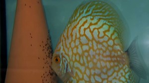 Yelow checkerboard with babies | Chens Discus UK