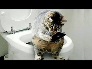 COMPILATION DE BÉTISIERS DE CHATS DROLES, A MOURIR DE RIRE - GAGS