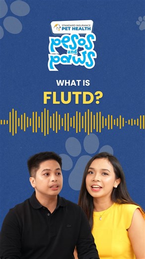 🎧 HEAR this: Is your cat at risk for Feline Lower Urinary Tract Disease (FLUTD)? Learn the signs and how to help. 🐾 👂 Listen to the full podcast—check the comment section for the link! #SIPesosAndPawsPodcast #CatHealth #FLUTD #PetCareTips | Standard Insurance