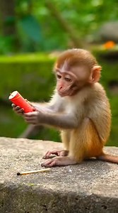 BOOM! Mom's Hilarious Reaction to Fireworks 💥😲💨 #Monkey #FunnyAnimals #Prank #Cute #Comedy | US Monkey Gorilla