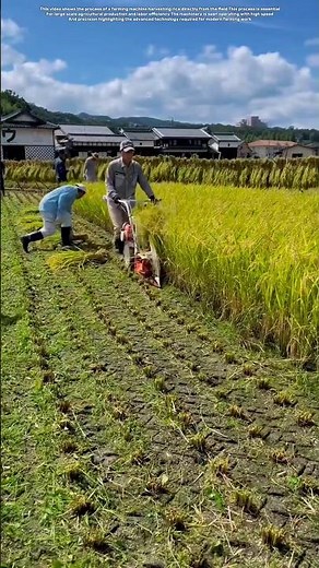 ​Efficient rice harvesting process using specialized machinery