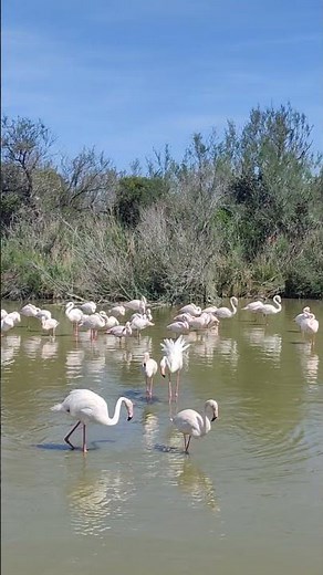 Beautiful Flamingo's at Camargue in the South of France