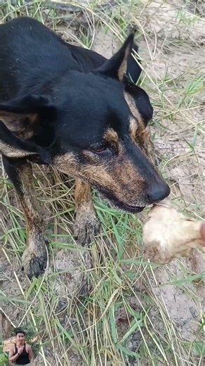 ทดสอบสุนัข #สุนัขน่ารัก #animals เพื่อการศึกษาและเรียนรู้เท่านั้น