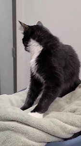 Beans is 'making biscuits' and showing off her adorable 'meow'! This silly girl is still actively trying to find her forever home! If you are interested, please contact the Surrey Animal Resource Centre at adoption@surrey.ca or check our her profile here: https://www.facebook.com/surreyanimalresourcecentre/photos/a.4470011813030340/4942523602445823 | Surrey Animal Resource Centre