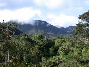 Butterflies of Ecuador