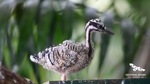 Meet the National Aviary’s newest Wetlands resident, a Sunbittern chick! The Wetlands habitat offers the perfect environment for birds to engage in natural behaviors like courting and nesting, and for chicks like this to fledge and thrive. Each and every bird that calls the National Aviary home is given high-quality individualized care. You can help support the care of birds like this adorable Sunbittern chick by donating to the National Aviary’s New Beginnings Fall Annual Campaign, which kicks 