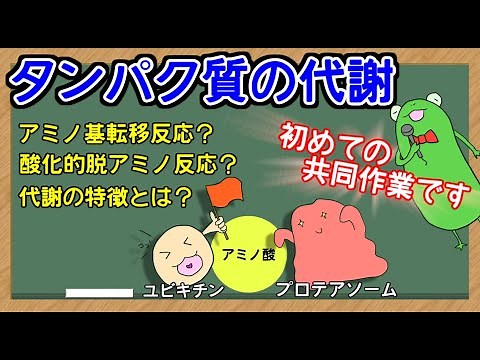 [National Registered Dietitian Examination] Lecture on Protein Metabolism