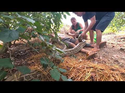Top 6 Shocking Giant Python Rescue Moments Caught on Camera 😱 Real Life Snake Attack & Rescue