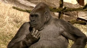 Documentaire | Un gorille dans la famille