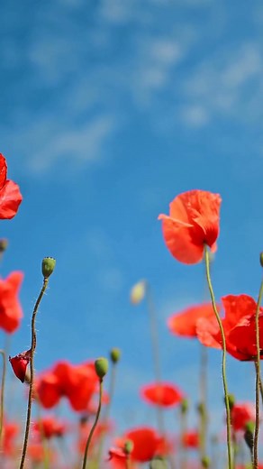 Lest We Forget We pause to remember those who gave everything. May their courage and sacrifice never be forgotten. ♥️ Like ♥️ if you're remembering someone today. #ExpediaCruises #AirLandSeaVacations #RemembranceDay | Expedia Cruises