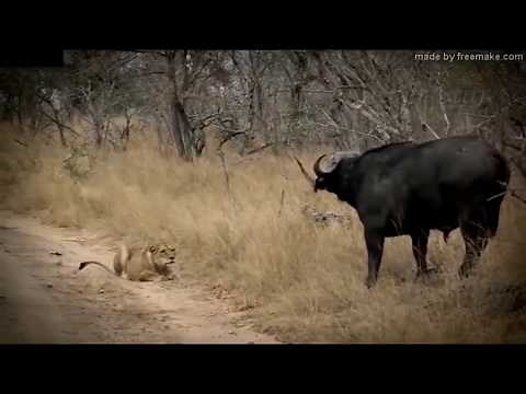大迫力！！野生動物の狩り#1