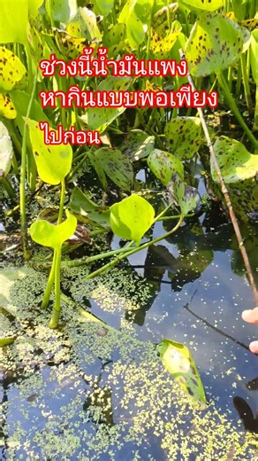 โชคดีที่หากินแบบนี้ได้ #ยุคน้ำมันแพง #หาปลาทำอาหาร #ตกปลา #shots