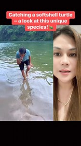 1.5M views · 8.1K reactions | Softshell turtles: important in nature, culture, and now some species are endangered. #softshellturtle #wildlifeconservation #savetheturtles #CulturalCuisine | Michelle Reyes | Facebook
