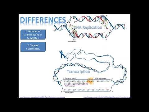 Comparison of similarities and differences between DNA replication and transcription.