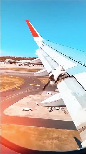 Stowaway Cat Takes to the Skies ✈️ A Feline Co-Pilot's First Flight#Cat #Airplane #Viral #FlyingCat