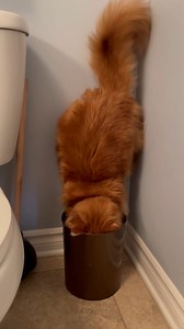 222K views · 26K reactions | Pudding always finds an alternate use fo everything. | The Oreo Cat | Facebook