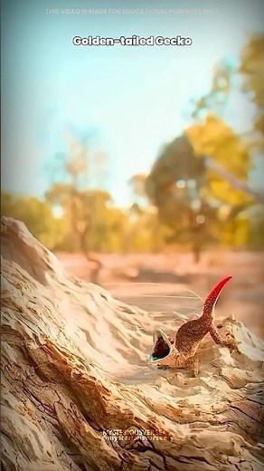 Amazing Golden Tailed Gecko