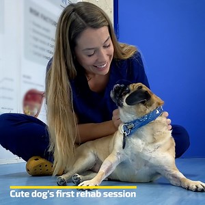 3K views · 45 reactions | Emotional journey of a veterinarian helping a puppy walk again. | Family World | Facebook