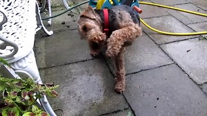 328K views · 49K reactions | Paroxysmal Dyskinesia in Welsh Terriers...