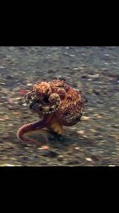 Rodrigo Fonseca on Instagram: "Octopus Walking… Yes, octopuses can walk on two legs, a behavior called bipedal locomotion. Bipedal locomotion is efficient and can be faster than using more than two legs. It’s also inspired the design of underwater robots 🎥 Science channel #octopus #octopuswalk #octopusdream #shapeshifter #alien #buceo #nightdives # cephalopod #ocean #nationalgeographic #natgeo #scubadiving #seacreatures #sea #ocean #natgeo #seacreatures #nationalgeo #octopusvideo #octopus #tent