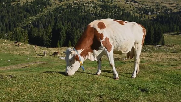 Soft Cow Mooing in a Peaceful Field – Calm Nature Sounds