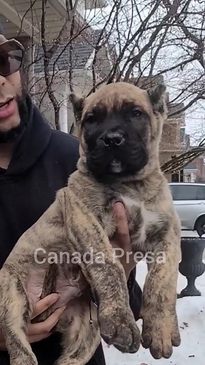 Canada Presa Kennel: Home of Top Presa Canario Dogs
