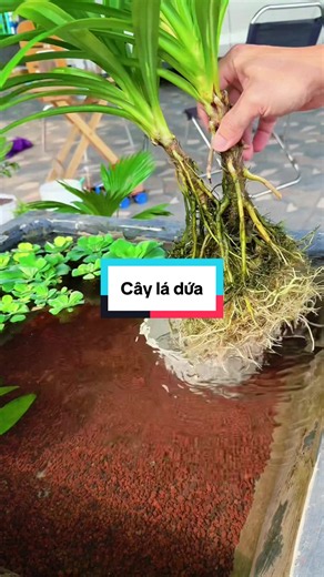 Cây lá dứa