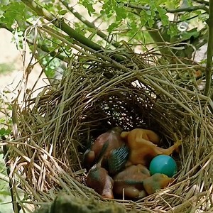 9.3K views · 361 reactions | "A Cuckoo Chick's Strategy: Taking Over the Nest" | Review All Birds | Facebook