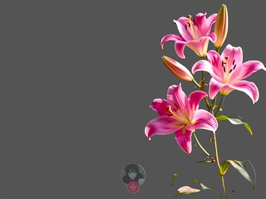 Entrevista a Speedsong: Reflexiones Nocturnas en Nightcore