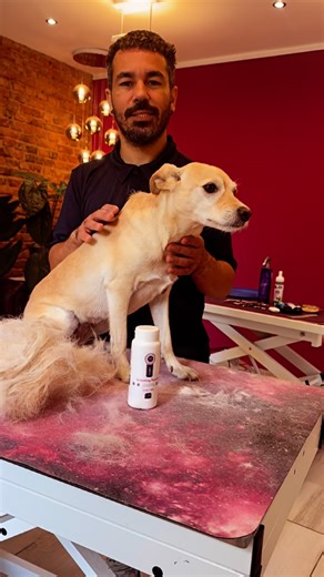 70 reactions · 14 comments | Nala und Ich erklären die Anwendung von Trimmpuder! #trimmpuder #hydragroomingpowder #fellmeisterbyfrancisco | Fellmeister by Francisco | Facebook