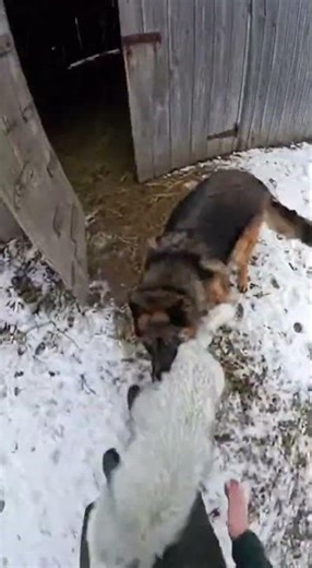 Arctic Fox Attacks Man in Barn — But a German Shepherd Saves Him!