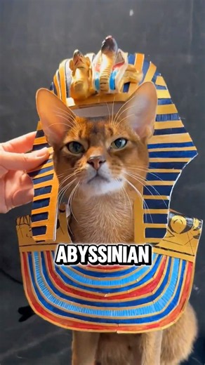 Top 3 Smartest Cat Breed Alive🧠🐱