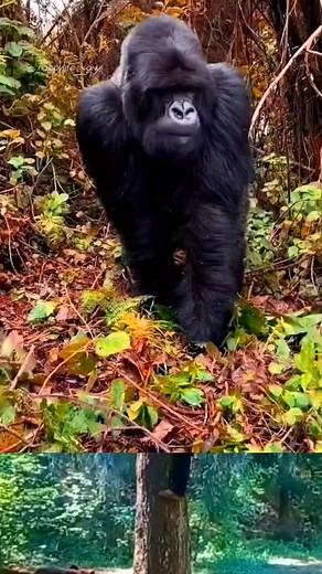 Baby gorillas happy #animails #happylife #gorillas