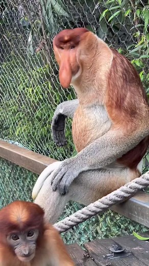 Amazing Proboscis Monkey Moments at Chimelong