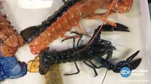 28K views · 759 reactions | Meet the new guy. Find out just how...