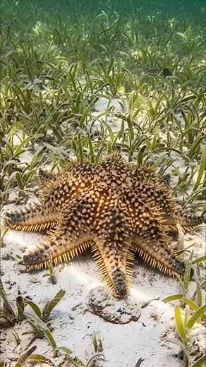 From microscopic wonder to seagrass tank  This sea star's life cycle...