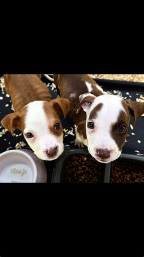 Frick & Frack update 🥰 Frick & Frack are feeling so much better! They are slowly gaining weight and strength. We see a lot of little tail wags and hear the most adorable barks ❤️ Frick's infection is also clearing up! It will still take a while before they are ready for a home, but they are getting there slowly but surely. We want to thank every single person who made a donation towards their medical care. YOU made it possible, YOU gave them a second chance at life, and we are grateful for YOUR