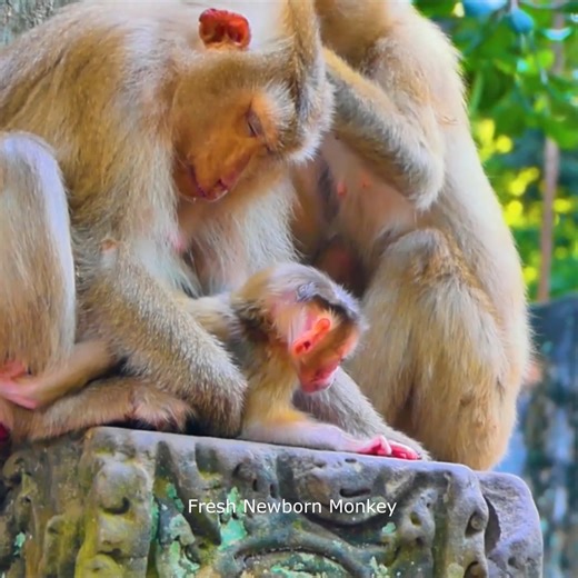 3.6K views · 137 reactions | Fresh Newborn Monkey on Reels | Facebook