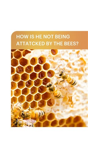 2.8K views · 19 reactions | Think bee removal is just a quick sweep?...
