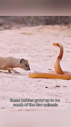 This Baby Animal Is Born Ready to Fight Snakes (You Won’t Believe It!)#shortvideos