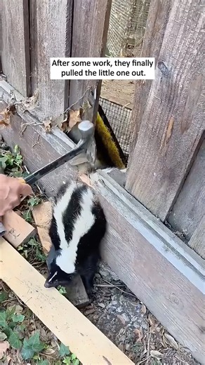A skunk got stuck in a crack and couldn’t move #skunk #wildlife #animalrescue #heartwarming #nature