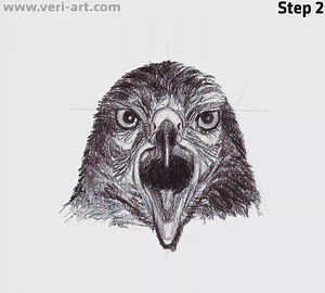 How to draw Harris's Hawk head, front view Animation video How to draw with pencil series. Check more video's at https://www.youtube.com/c/veriart | DRAWING PENCIL