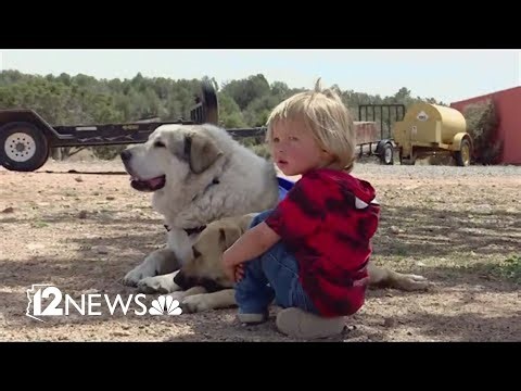Toddler who wandered 7 miles in the wilderness reunited with dog that found him
