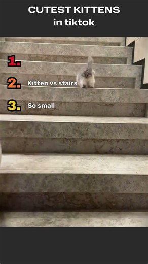 THE LAST KITTEN is SO CUTE! SUBSCRIBE for more! #cat