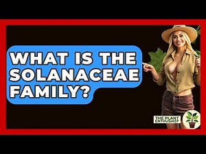 What Is The Solanaceae Family? - The Plant Enthusiast