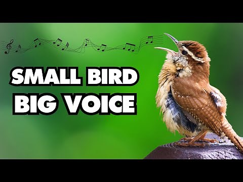 The Many Calls and Songs of the Carolina Wren ‪@BirdsWalkingDown‬