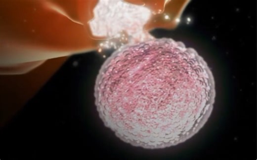 人类胚胎的完整生长过程