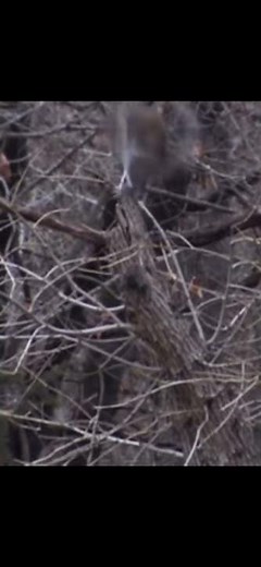 Squirrel hunting with a pellet rifle! Benjamin prowler.177