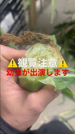 6月28日からアワノメイガとオオタバコガの被害が増えています💦